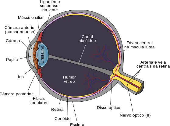 Schematic Diagram Of The Human Eye Horizontal Pt - Schematic Diagram Of The Human Eye (558x420), Png Download