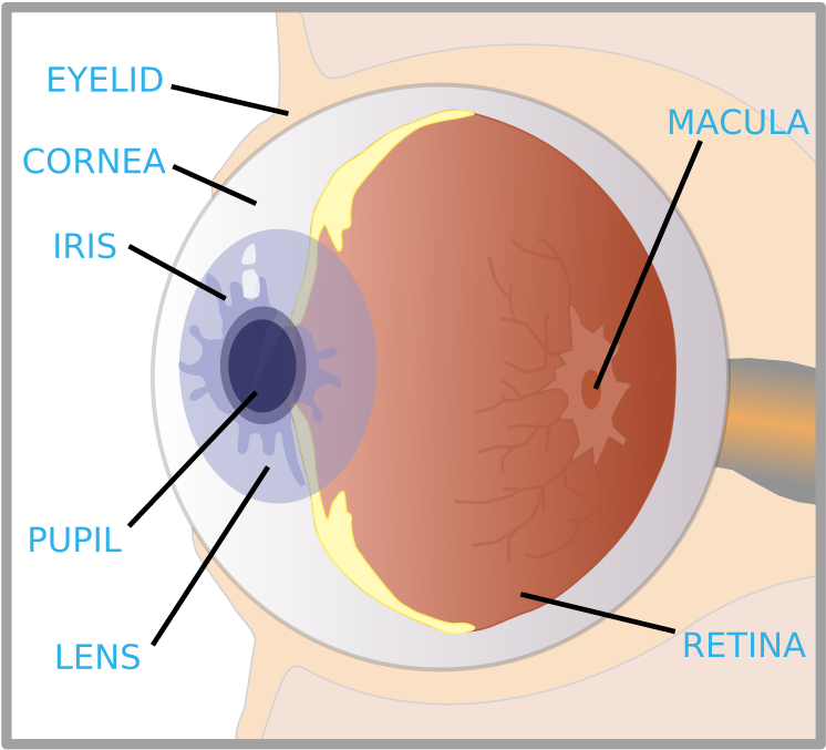 Human Eye Credits - Draw And Label A Human Eye (800x718), Png Download