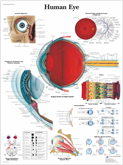 Anatomical Chart - Human Eye - El Ojo Humano (720x540), Png Download