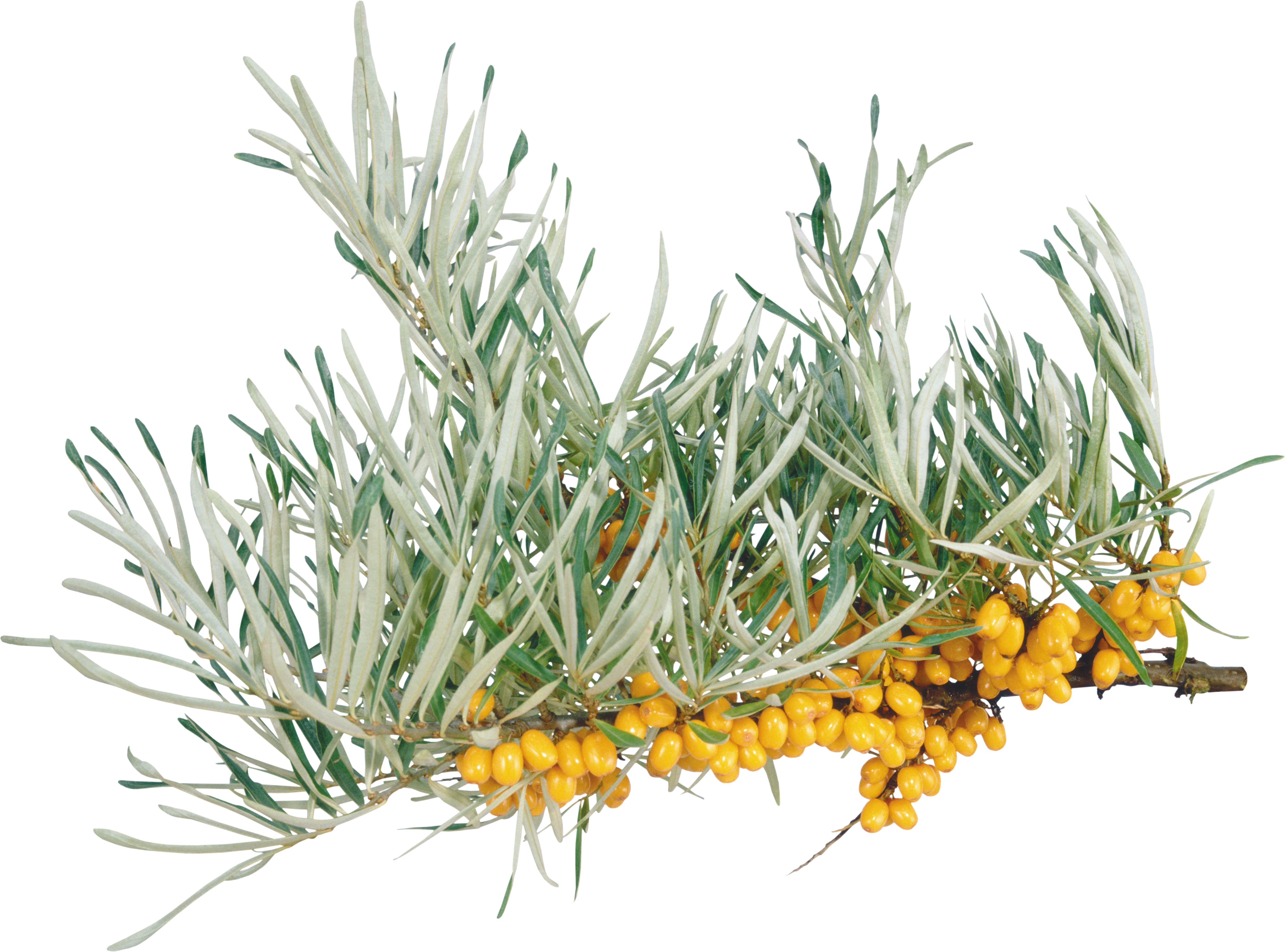 Sea Grass Clipart Png Format - Sea Plants Png (4862x3602), Png Download