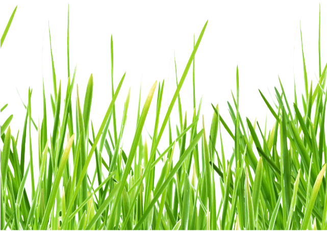 Sea Grass Clipart Png Format - Рамка Трава Пнг (640x480), Png Download