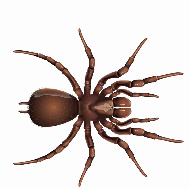 Brown Spider Png Image Background - Spider Png Transparent Background (650x651), Png Download