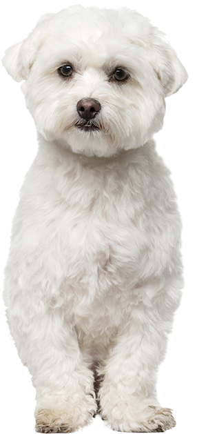 White Dog Png - Small White Dog Png (383x659), Png Download
