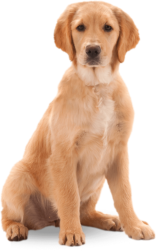 Harringtons Dog - Wet Dog Transparent Background (519x820), Png Download