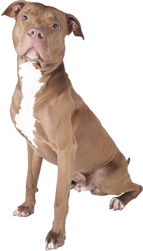 Pitbull Dog Png - Brown American Staffordshire Bull Terrier (500x874), Png Download