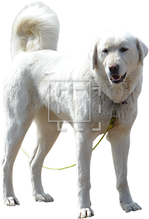 Cutout People - White Dog (450x450), Png Download