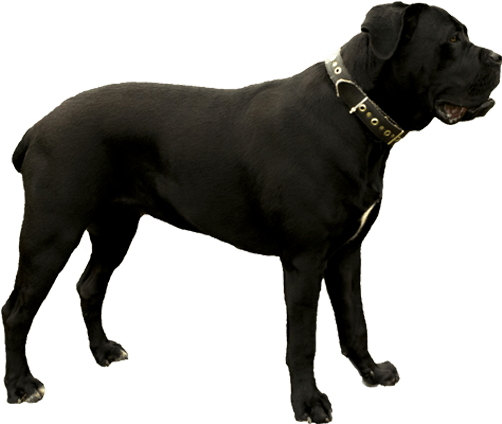 Dark Grey Andalusian Horse (567x489), Png Download