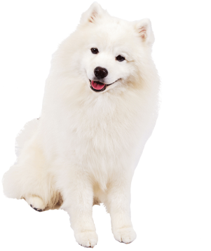 Pure White American Eskimo Dog - American Eskimo White Background (550x367), Png Download