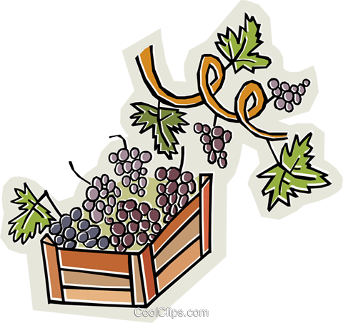 Grapes And Grape Vines Royalty Free Vector Clip Art - Grape (480x453), Png Download