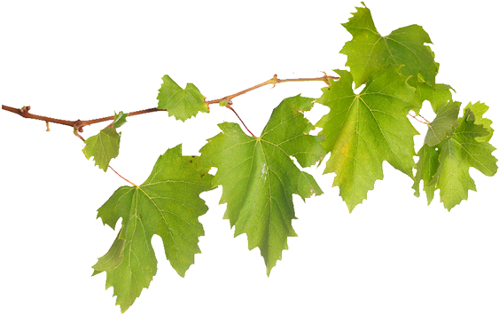 Maple Leaf (571x361), Png Download