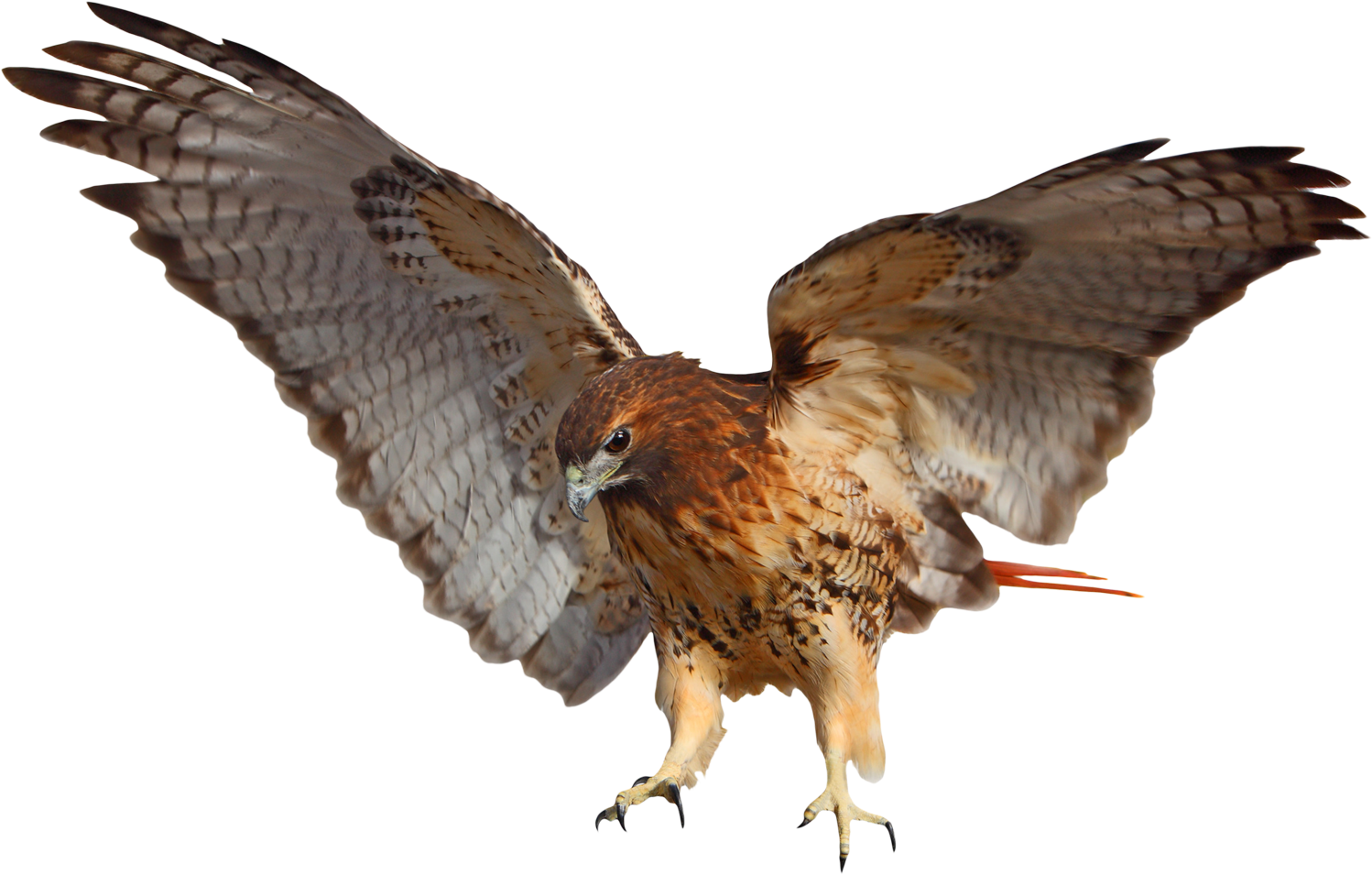 Tribal Impressions Rrd El - Red Tailed Hawk White Background (1509x966), Png Download