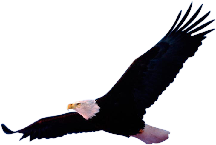 1511 Render Aigle3 - Eagle (741x511), Png Download