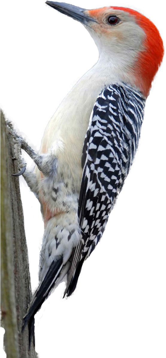 Woodpecker Png Hd - Red Bellied Woodpecker (585x1219), Png Download