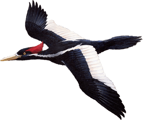 Woodpecker Png - Ivory Billed Woodpecker Png (469x393), Png Download