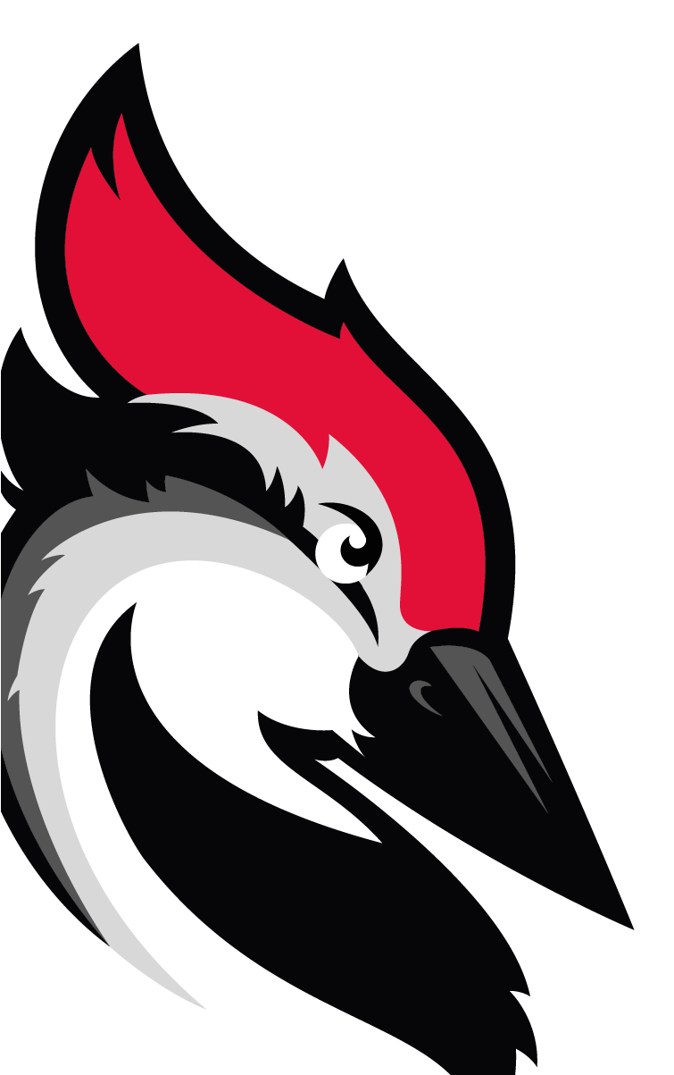 Woodpecker Iamge Woodpecker Iamge - Woodpecker (880x1202), Png Download