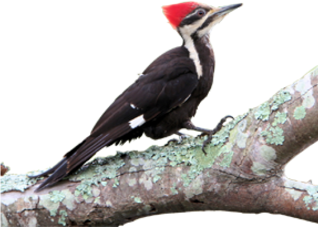 Woodpecker Png Transparent Images - Woodpecker (640x480), Png Download