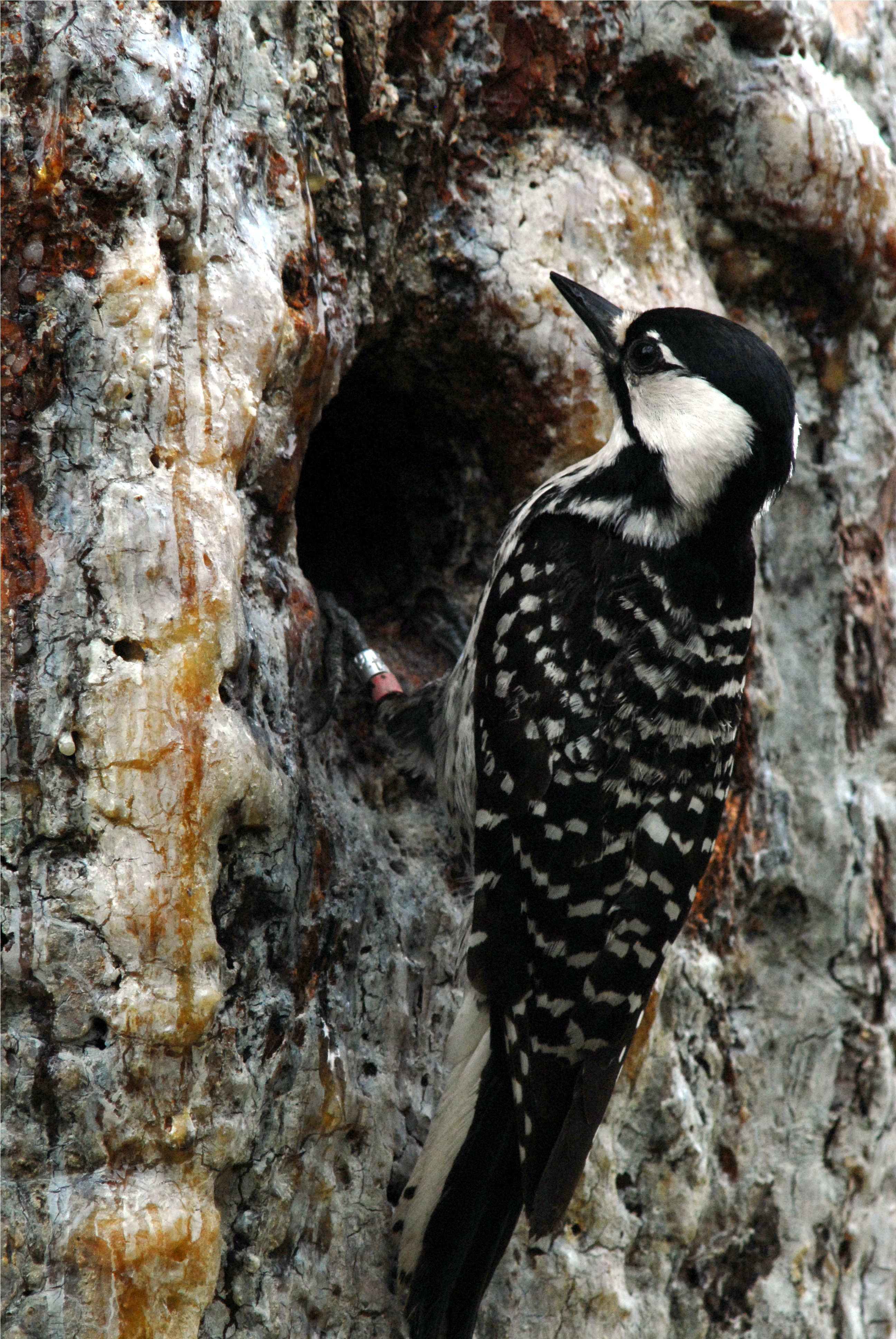 Protecting The Red-cockaded Woodpecker In Apalachicola (3600x3872), Png Download