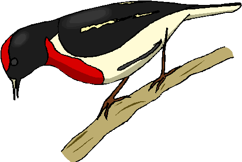 Woodpecker (490x341), Png Download