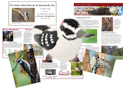Downy Woodpecker Package - Wild Republic Wr18220 Downy Woodpecker (460x349), Png Download