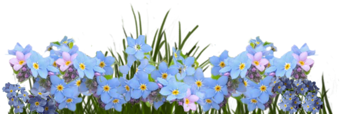 Forget Me Nots Dividers - Png Forget Me Not (700x233), Png Download