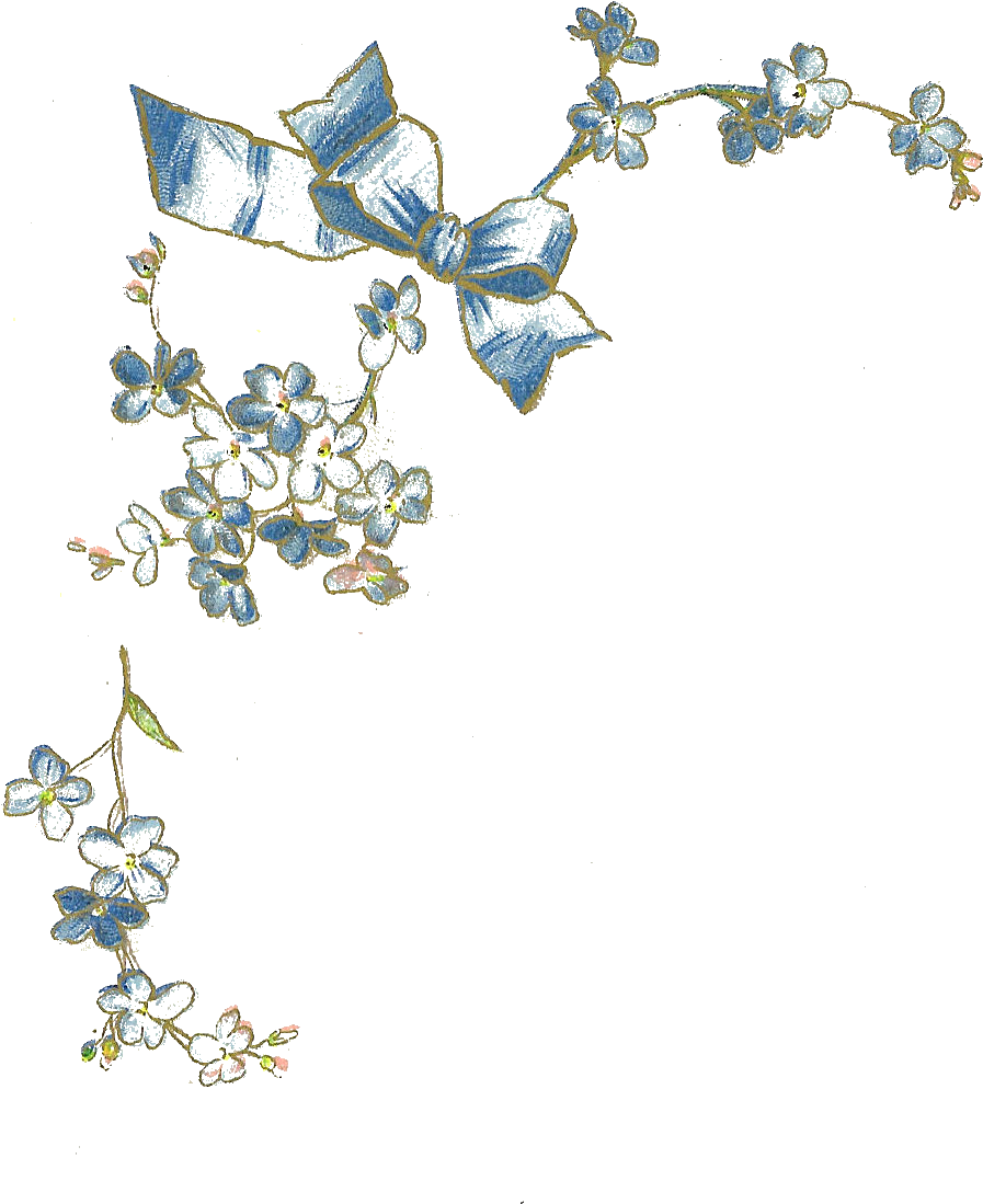 Free Flower Graphic - Vintage Forget Me Not (1107x1200), Png Download