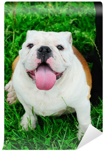 Bulldog (400x400), Png Download