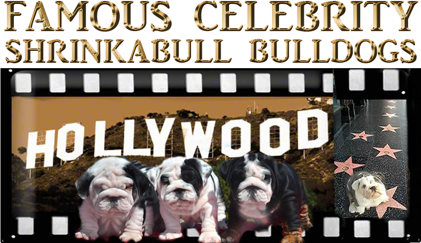 Famous Celebrity Shrinkabull Bulldogs Puppy Photos - Hollywood Sign (850x498), Png Download