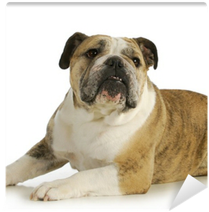 Olde English Bulldogge (400x400), Png Download