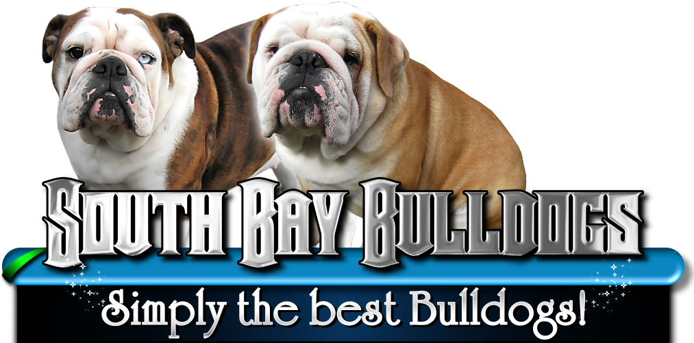 Best Bulldog Puppies For Sale - Bulldog (1024x499), Png Download