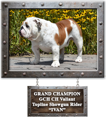 Bulldog (342x396), Png Download