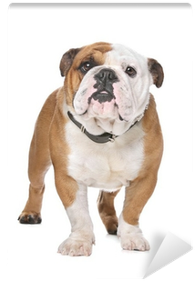 Bulldoggen-tasse - Mit Zwei Bildern Und Einem Kaffeetasse (400x400), Png Download