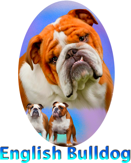 Click And Drag To Re-position The Image, If Desired - English Bulldog Throw Blanket (557x700), Png Download