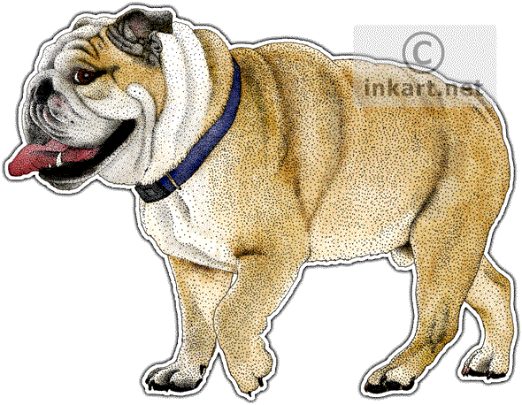 English Bullog Decal - English Bulldog Stainless Steel Travel Mug (590x458), Png Download