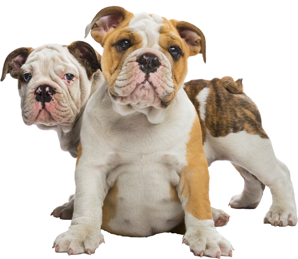 Welcome To Family Bulldoggies - Bulldog Puppies 2016 Wall Calendar (1005x850), Png Download