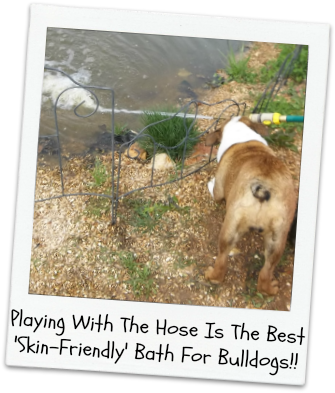 How To Treat Skin Allergies, Irritation & Hot Spots - Loss Of A Bulldog (341x399), Png Download