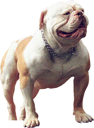 Buffdogs Nino Of Quan Will Bulldogs - Will County, Illinois (363x441), Png Download