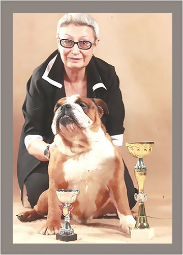 Since 1982 My Heart Belongs To My Favorite Breed - Olde English Bulldogge (360x500), Png Download