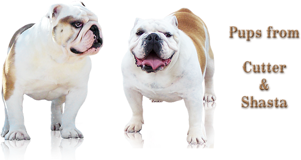 *** D Bar L English Bulldog Ranch *** - Olde English Bulldogge (685x338), Png Download