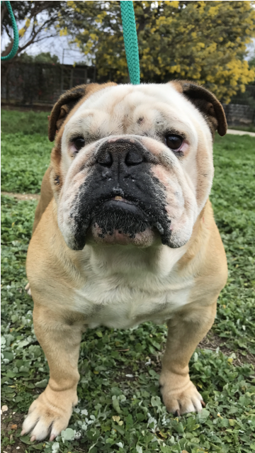 Friendly Boy - Dog (638x638), Png Download