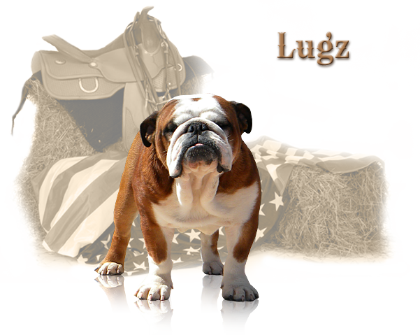 *** D Bar L English Bulldog Ranch *** - Border Collie Western Ornament (round) (601x479), Png Download
