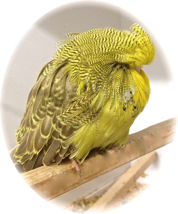Idealinbudgies@me - Com - Budgie (580x698), Png Download