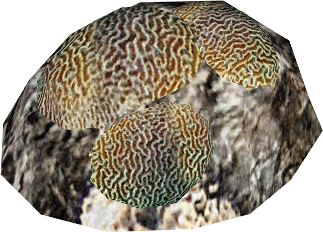 Brain Coral - Stony Coral (640x640), Png Download