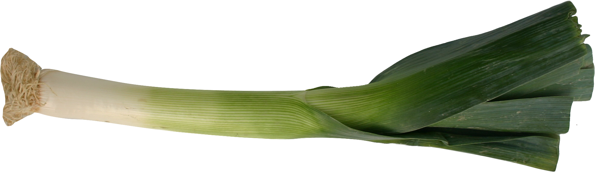 Leek Png (2082x669), Png Download
