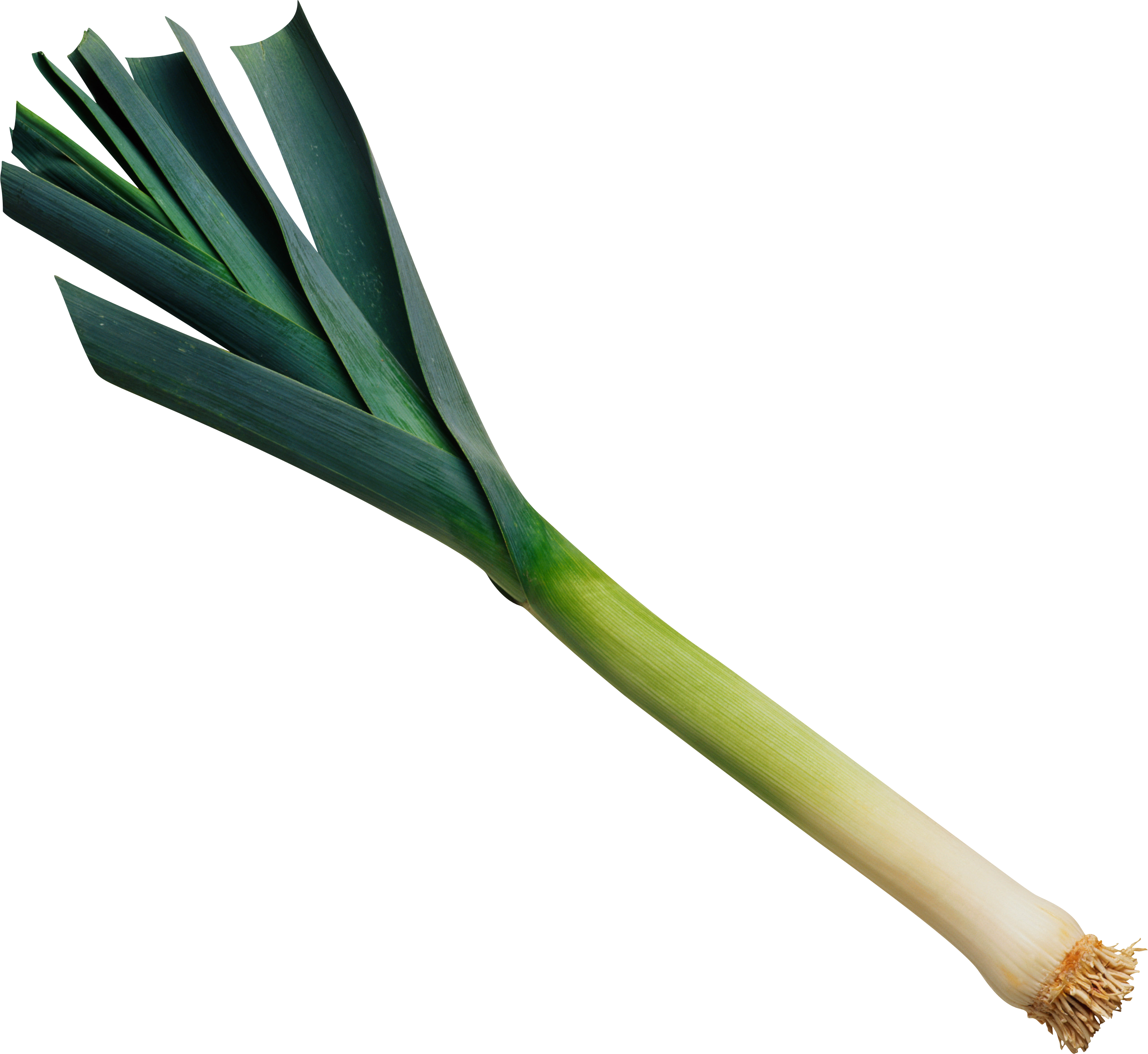 Leek Png - Leek (2937x2696), Png Download