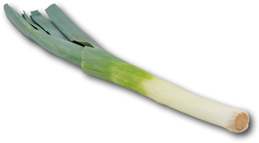 Holland Leek - Canoe (600x600), Png Download
