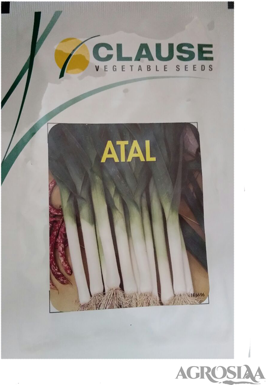 Clause - Leek (567x794), Png Download