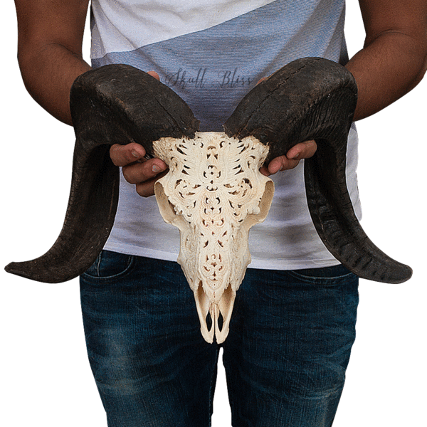 Carved Ram Skull - Skull (600x600), Png Download