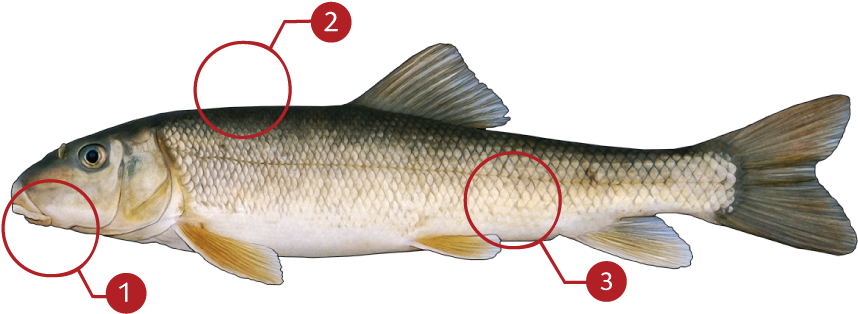 How To Identify A White Sucker - White Sucker (873x369), Png Download