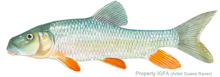 Catostomidae Family - Silver Redhorse (720x266), Png Download