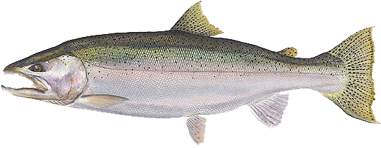 The Silver Ghosts - Steelhead Trout (550x300), Png Download